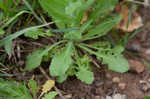 Field pepperweed